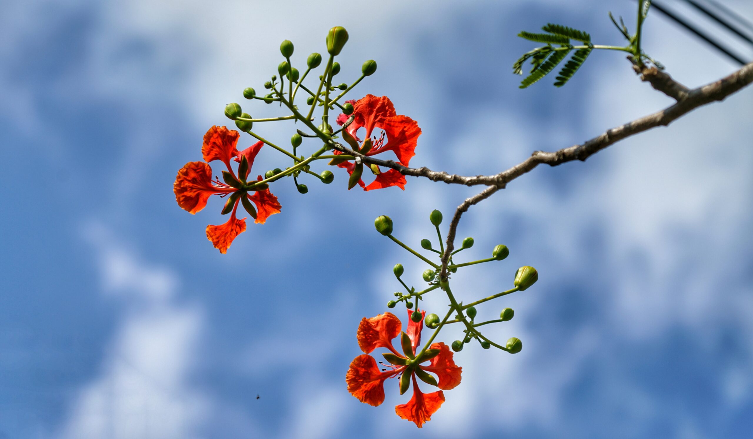 cwis-ctm-medicinal-plants