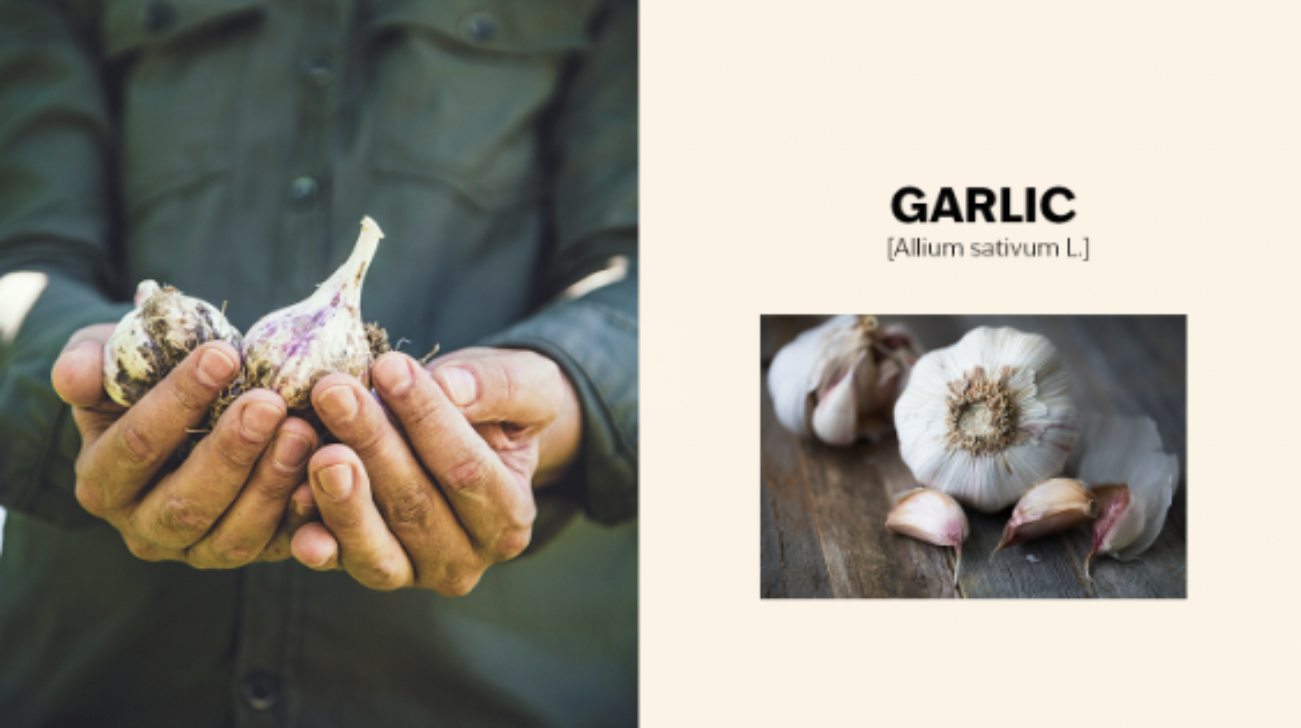ctm-mp-garlic-slide