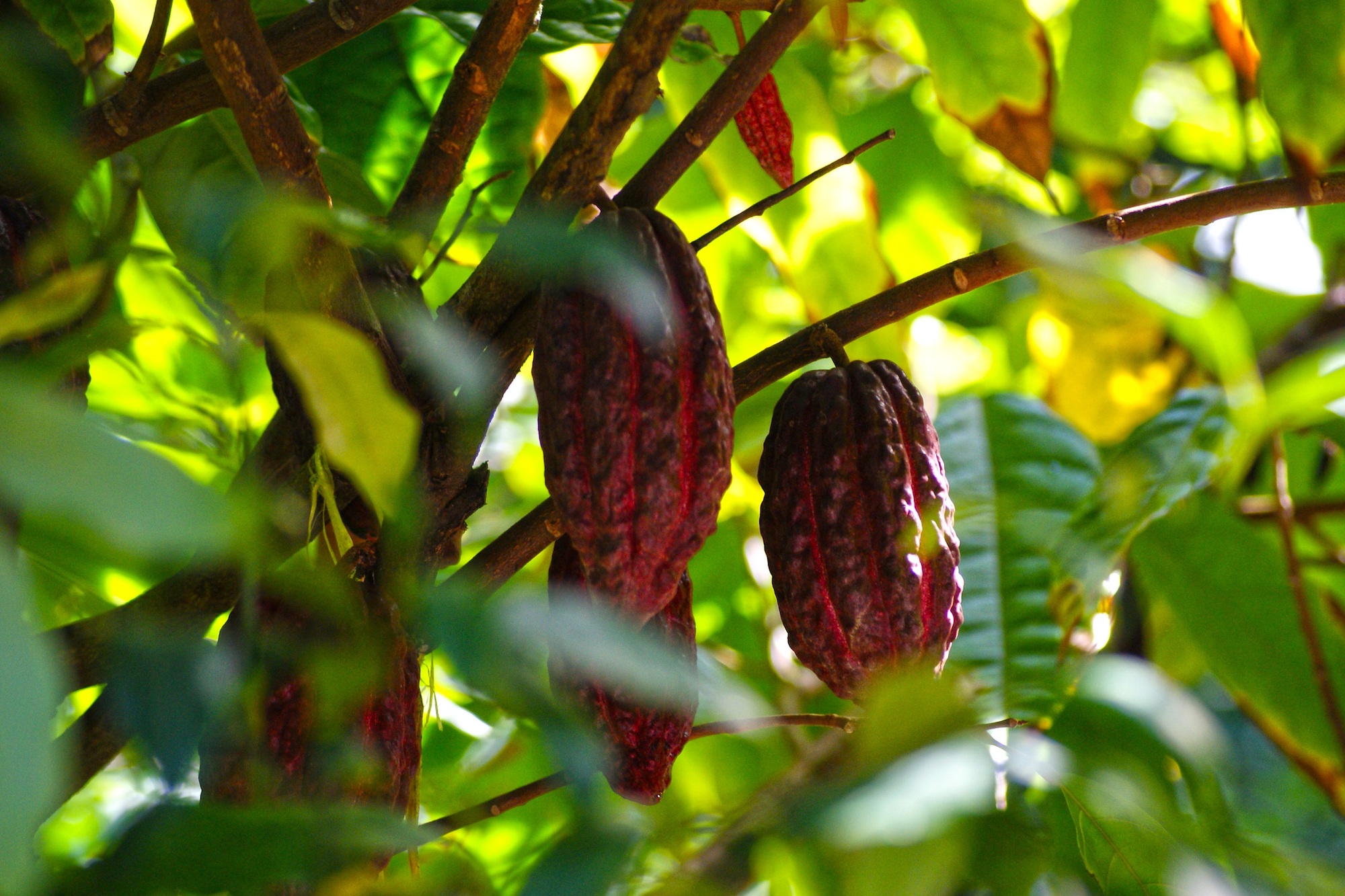 cwis-ctm-nicle-indigenous-knowledge-image