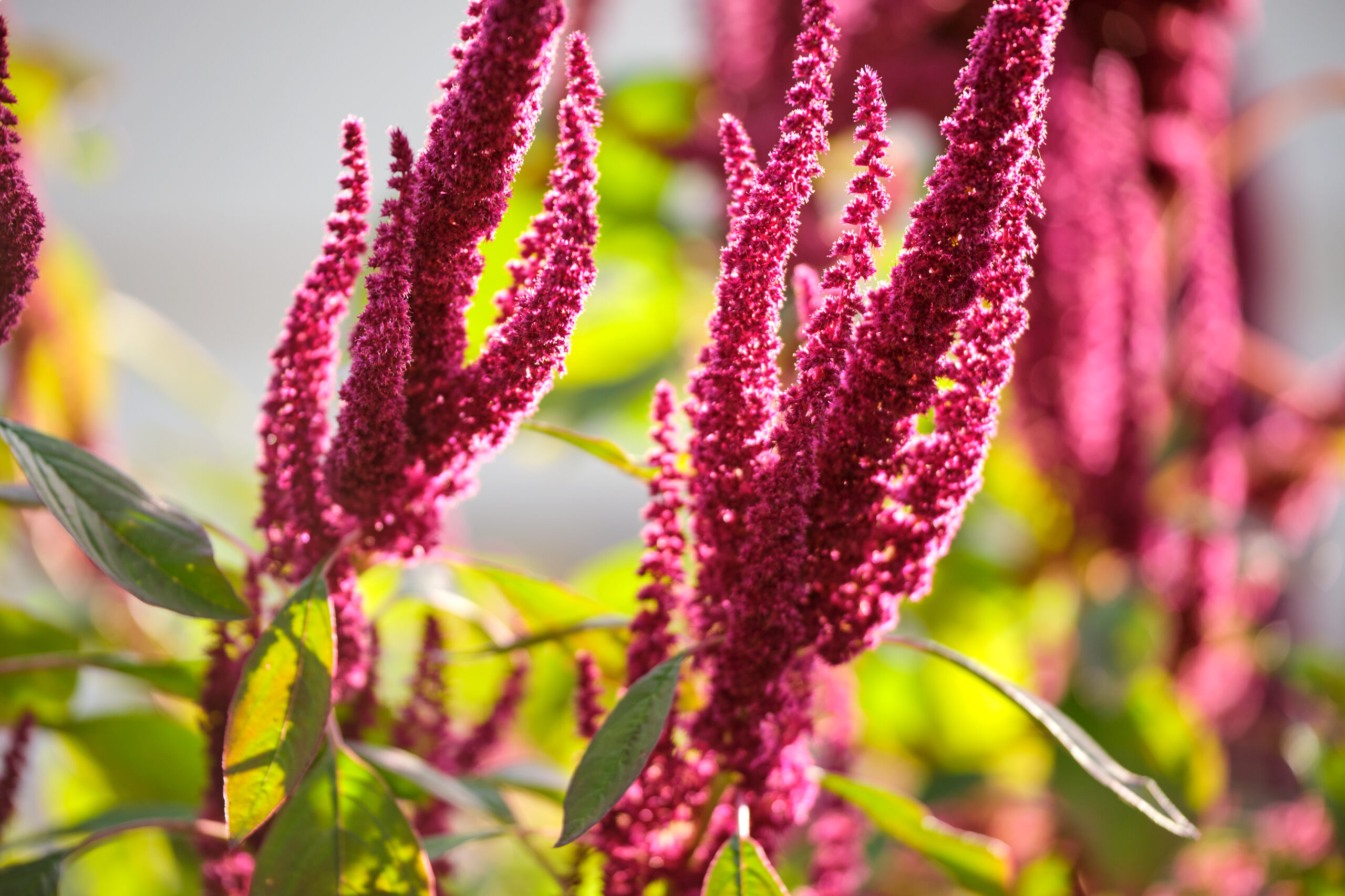 Close-up of red amaranth (Amaranthus cruentus) flowers in full bloom, a traditional Mesoamerican crop valued for its cultural significance and high nutritional content.