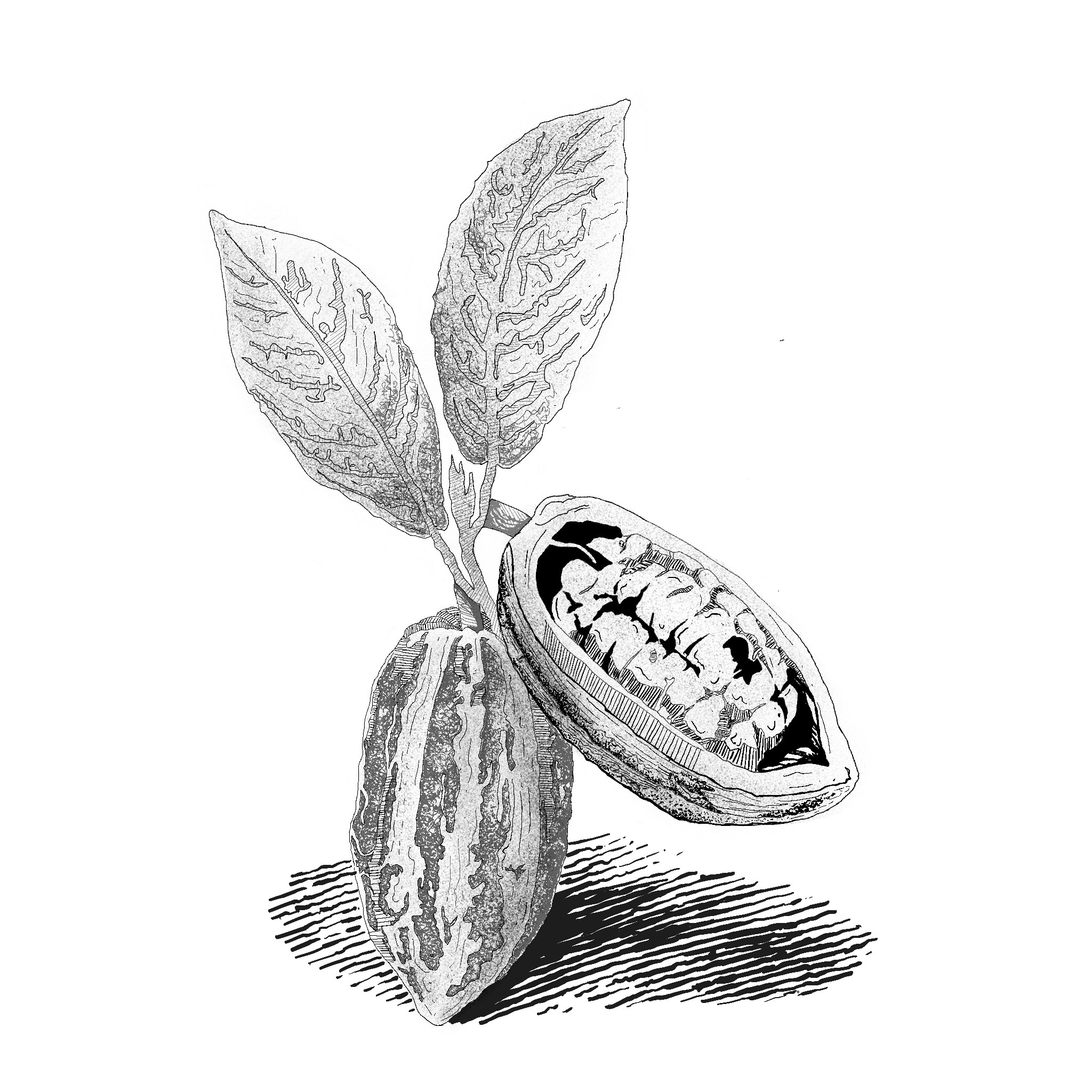 cwis-ctm-garlic-illustration-hero
