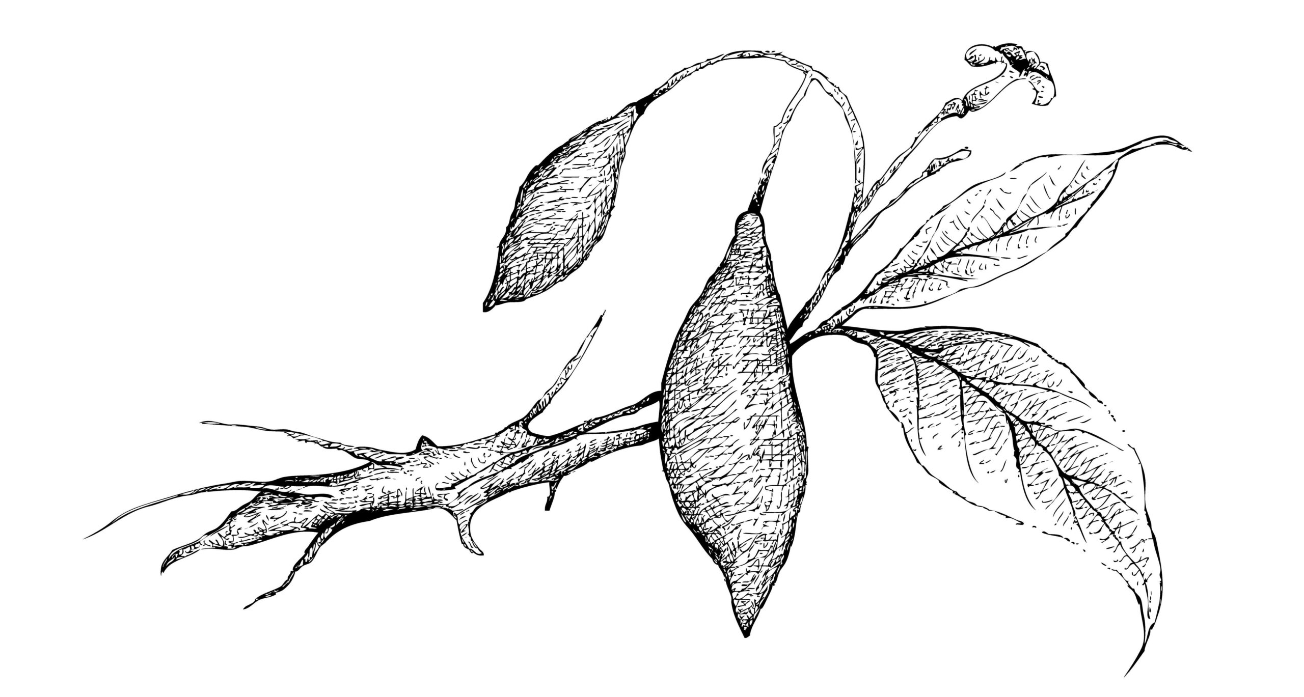 Black-and-white botanical illustration of the iboga plant, showing its root, stem, leaves, and seed pods.