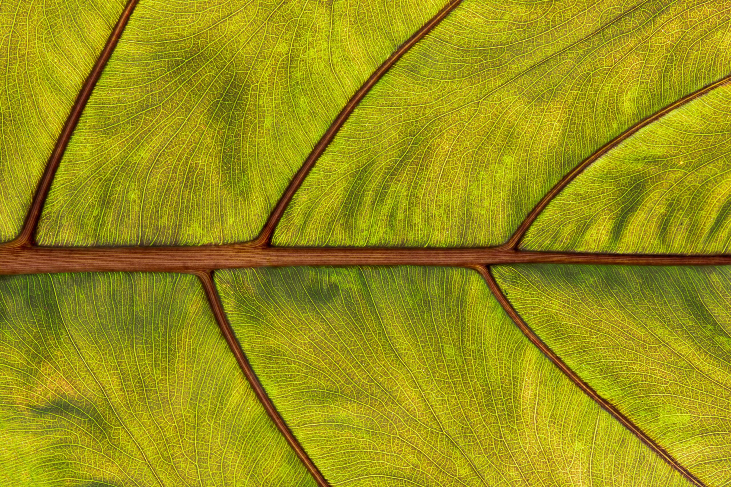 Close-up of leaf veins forming an interconnected network, representing relational structure and complexity in knowledge systems.