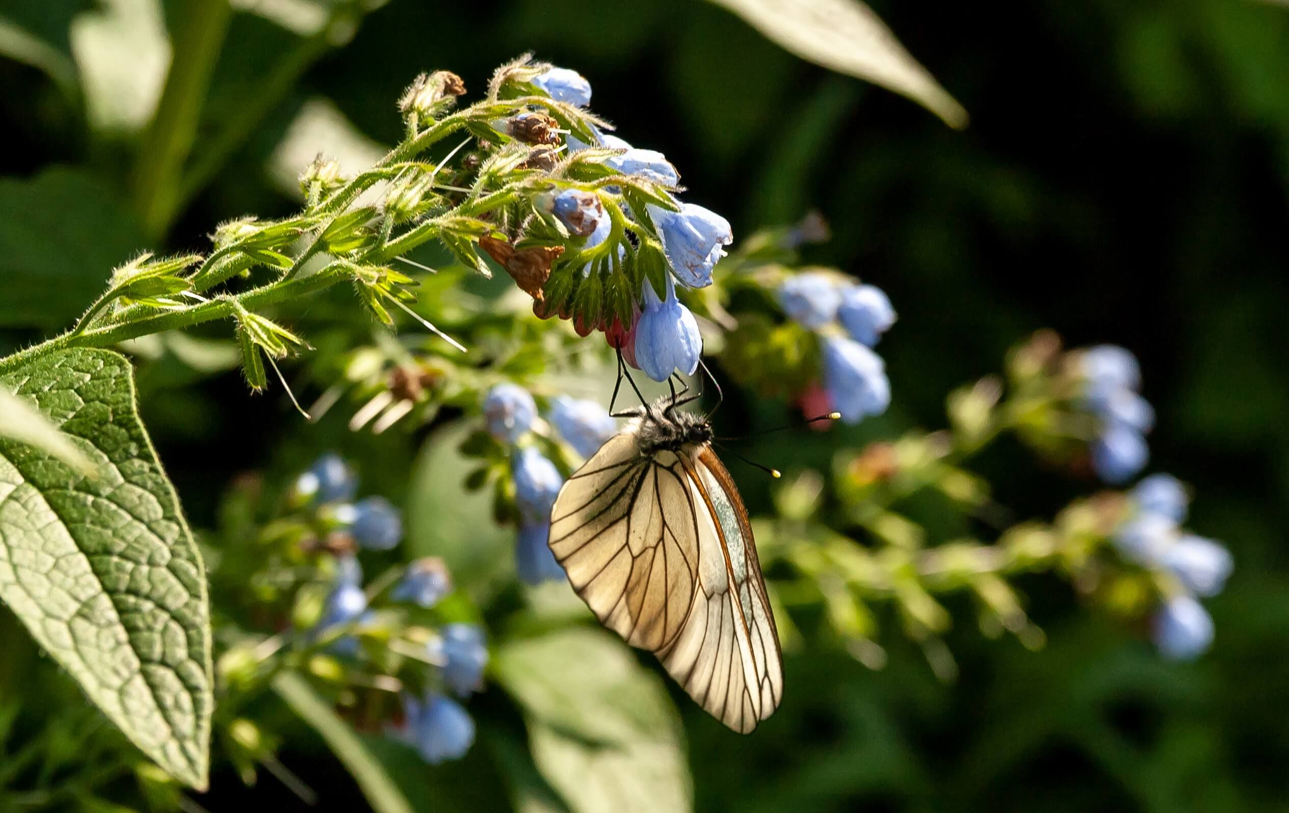 White black-veined butterfly feeding on blue comfrey flowers (Symphytum officinale) in a green garden setting.
