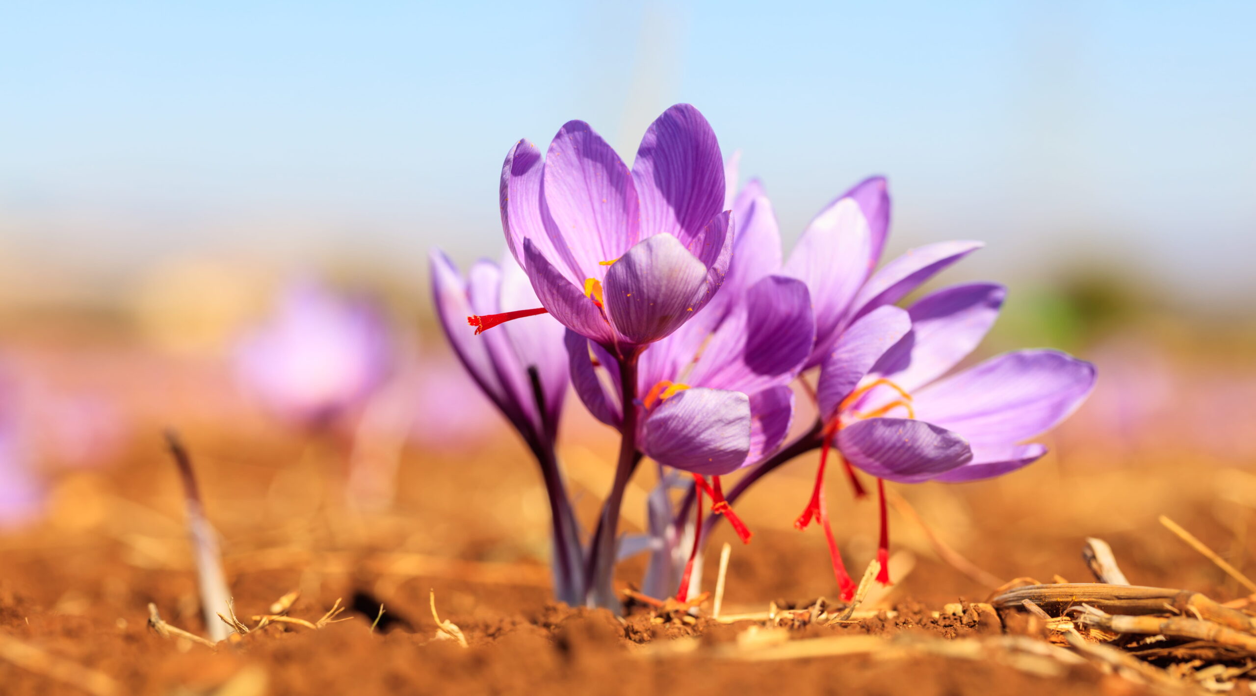 Saffron: Medicine, Tradition, and the Women Who Sustain Its Ancient Knowledge