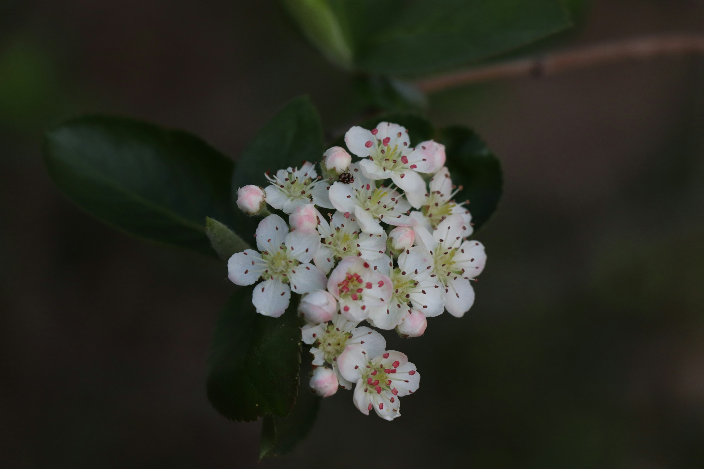 Cluster of Chokcherry flowers.