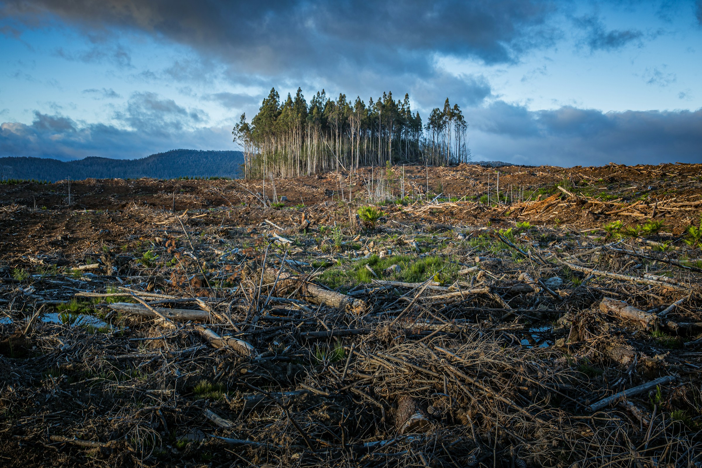 Mass deforestation across field.