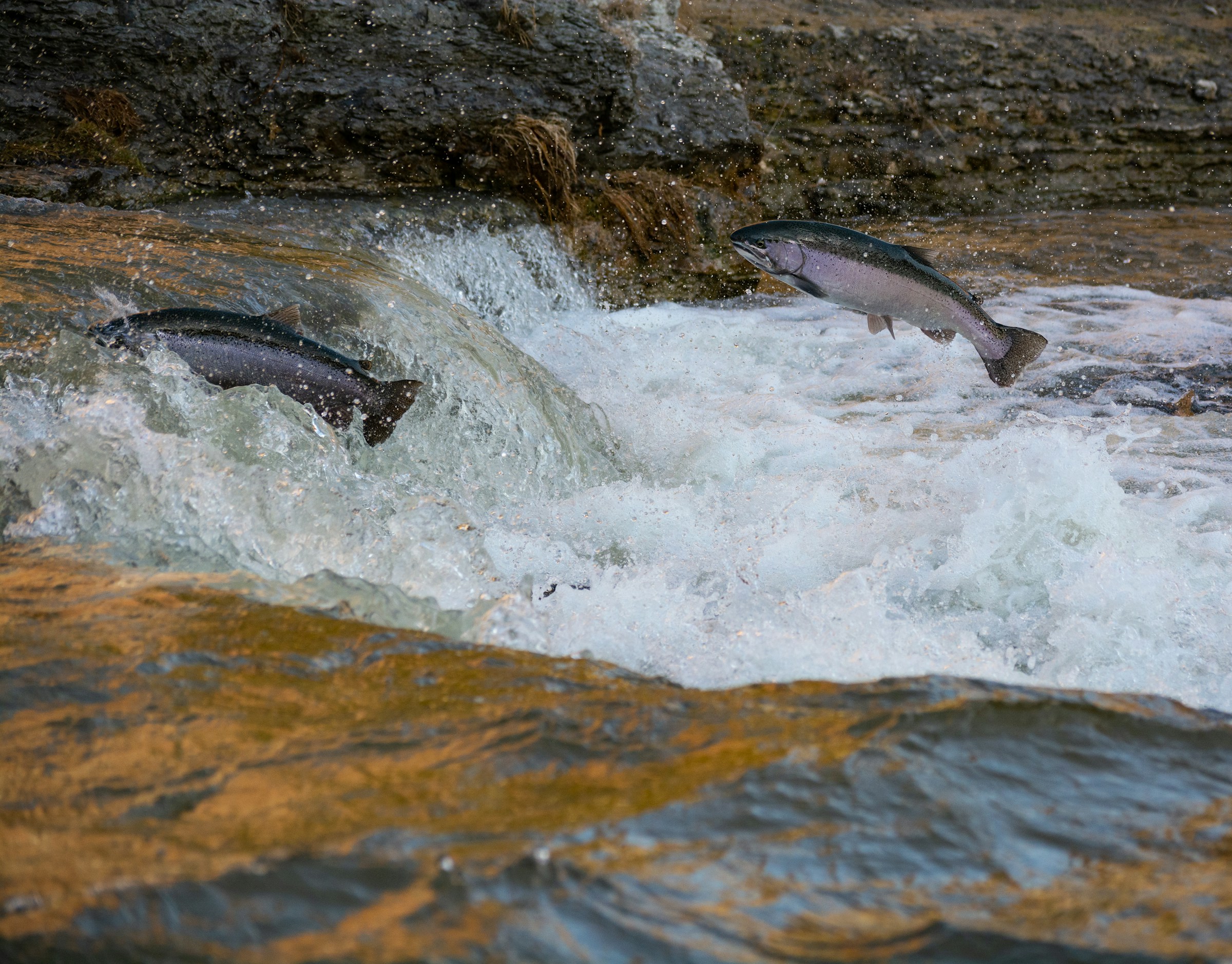 Fish jumping in river: Onterio, Canada.