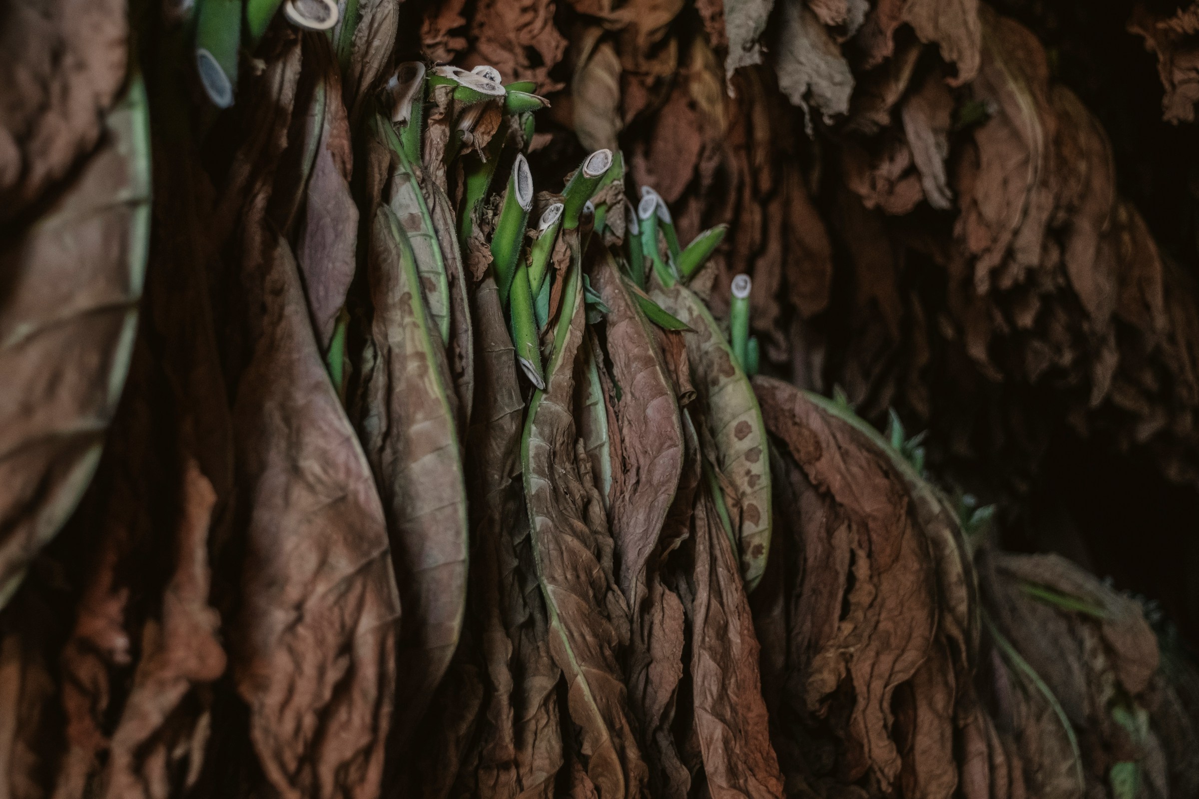 Sacred Tobacco Part 1