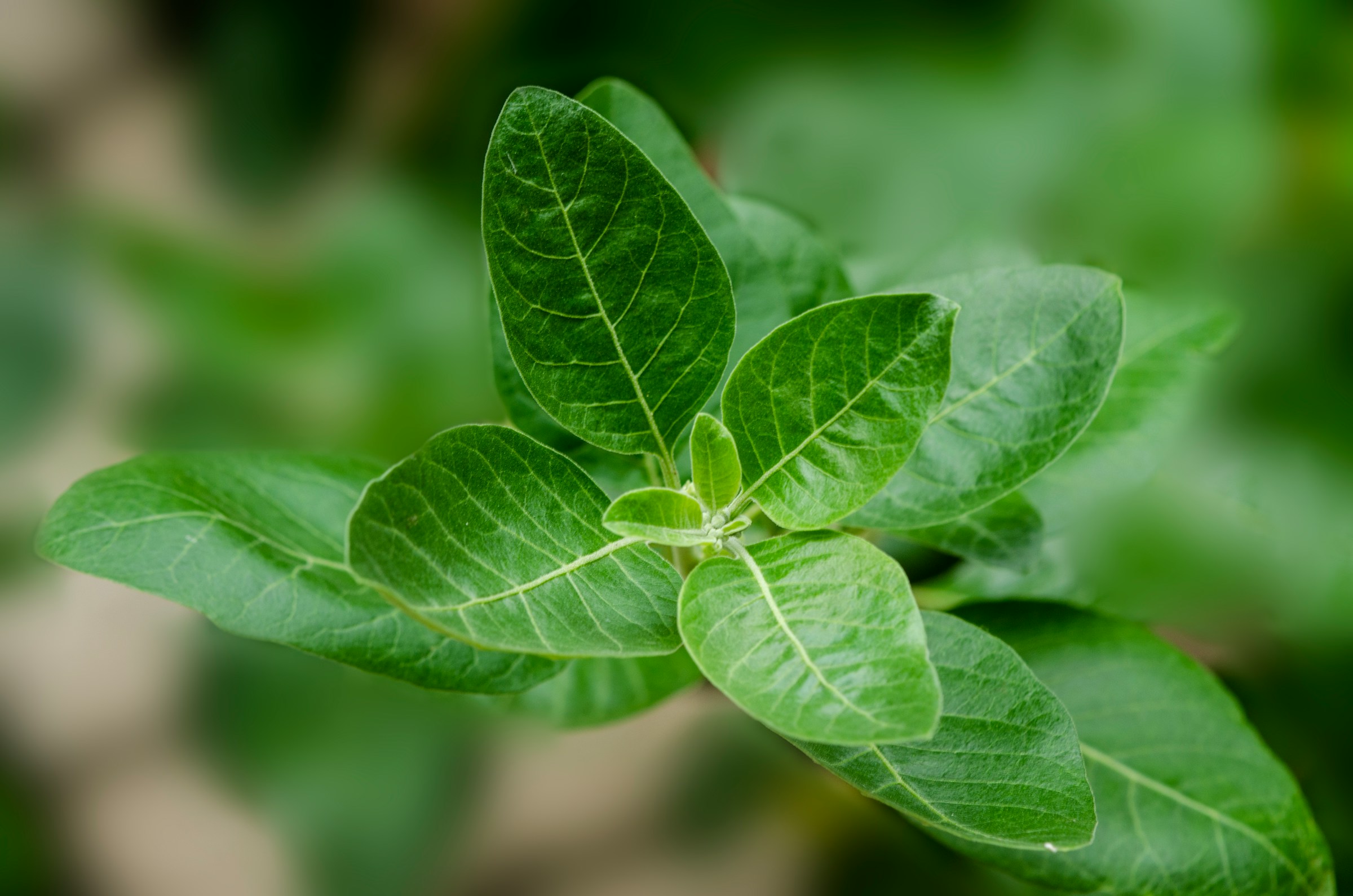 Leaves of an Ashwagandha plant.